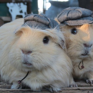 Newsboy Cap  for small pet Hedgehog Vogue Guinea Pig Mini pig Ferret herringbone small animals Cat Dog Puppy Pinkismart