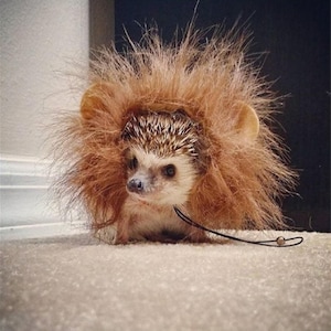 Lion dark mane halloween costume for small pet Hedgehog Vogue Guinea Pig Ferret small animals made by Pinkismart