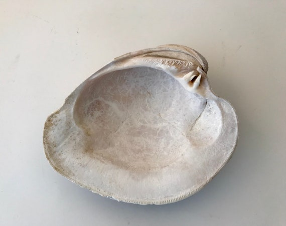 Large Bivalve Seashell Large Clam Shell Ark Shell Fossil Etsy