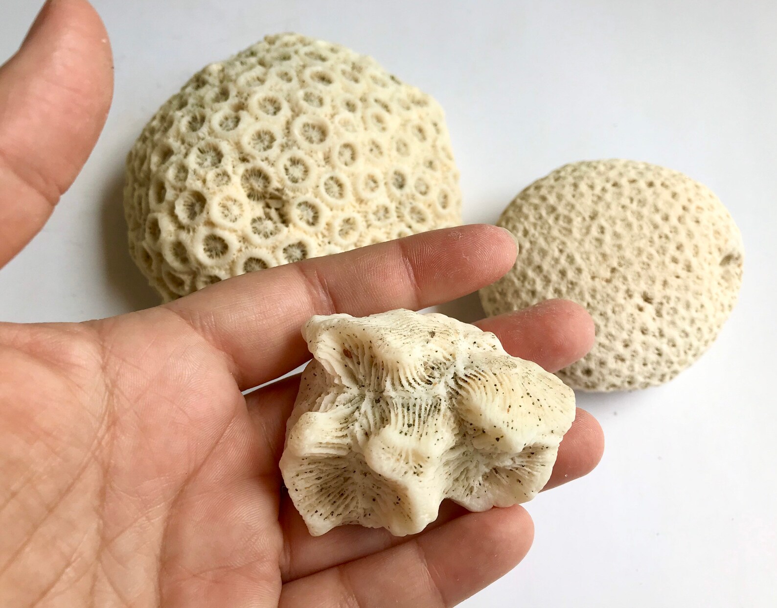 Set of 3 Pieces of Coral Boulder Star Coral Fossil Blushing Etsy