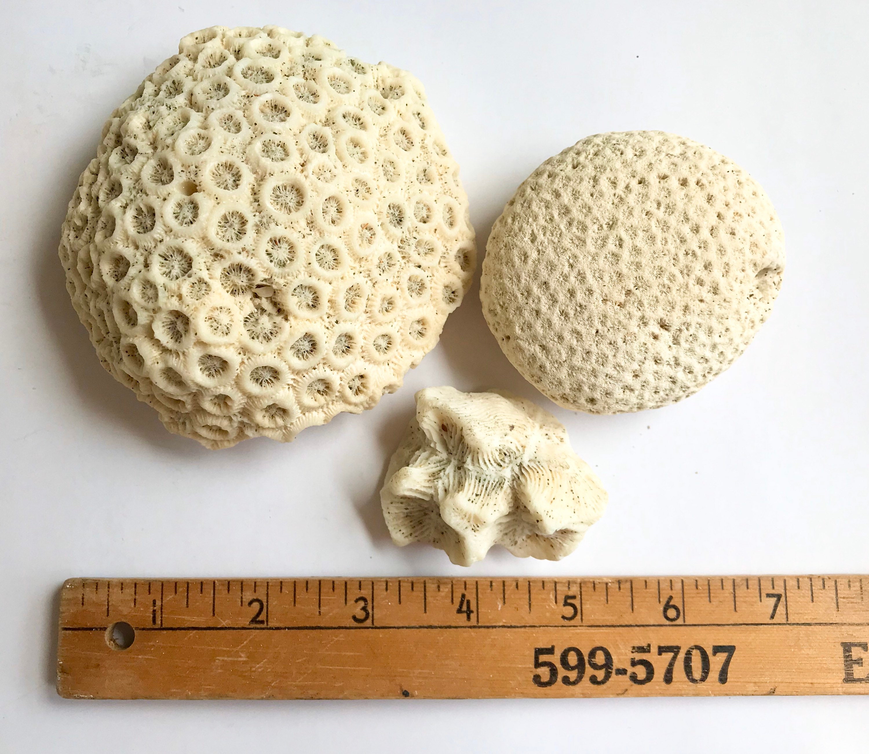 Set of 3 Pieces of Coral Boulder Star Coral Fossil Blushing Etsy UK
