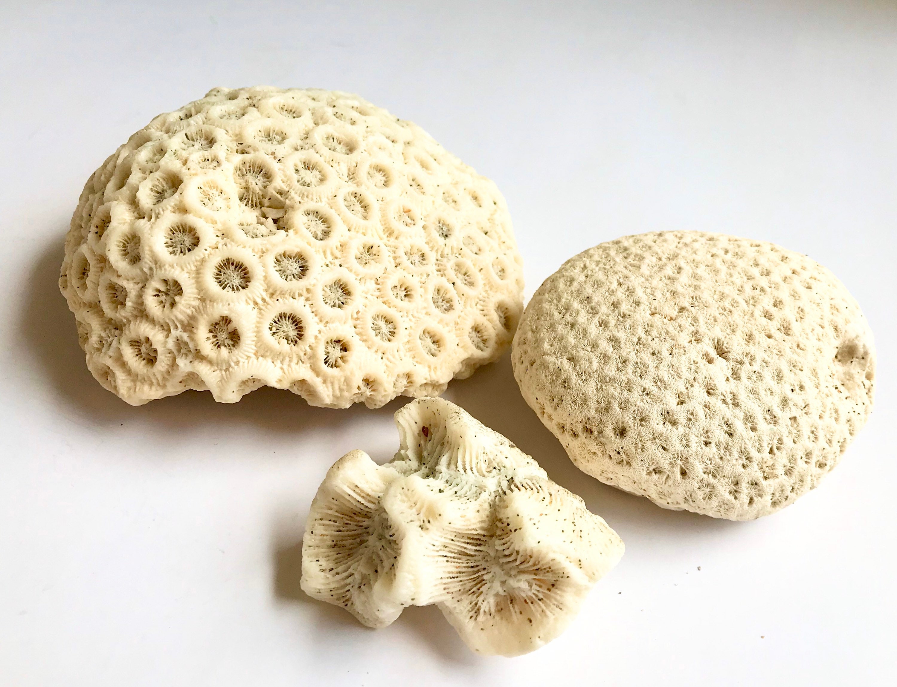 Set of 3 Pieces of Coral Boulder Star Coral Fossil Blushing Etsy UK