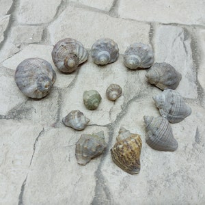 12psc. Real sea snails Sea rapans Size 2.1 - 1.8 - 1.1inches Black sea shells Shells of sea snails restaurant decor Wedding decoration