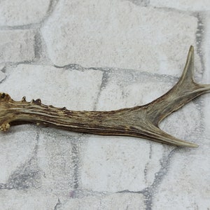 Roe Deer Antler Roe Deer Antler Single Roe Deer Antler  Genuine Roe Deer Antler Naturally Shed Roe Deer Antler Free shipping with tracking