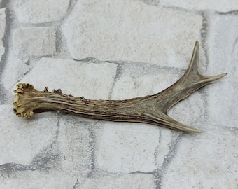Naturally Shed Roe Deer Antler: Single Horn from Rhodope Mountains