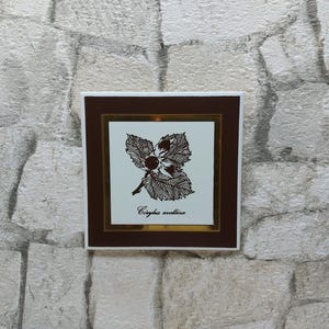 May include: A white ceramic tile with a brown frame and a gold inner frame. The tile features a black and white illustration of a Corylus avellana, or hazelnut, leaf with the text "Corylus avellana" below the illustration.