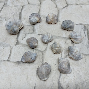 12psc. Real sea snails, Sea rapans Black sea shells Shells of sea snails, Sea gift Beach restaurant decor Wedding decoration Beach treasures