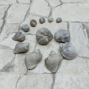 12psc. Real sea snails, Sea rapans Black sea shells Shells of sea snails, Sea gift Beach restaurant decor Wedding decoration Beach treasures