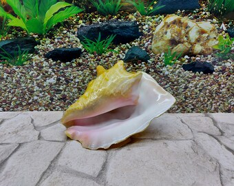 On Sale Natural Large 8.7&quot; Long, 6.3&quot; High  Conch Shell Large Pink Bahamian Queen Conch Shell Bathroom Decor Altar Piece FREE DELIVERY
