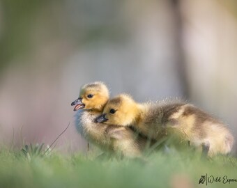 Baby Goslings Portrait on Lustre Photo Paper or High Gloss Metal