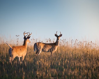 White-Tailed Deer Bucks - Montana Wildlife Print