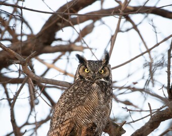 Great Horned Owl, Fine Art Lustre Print, Fine Art Metal Print, Owl Decor, Owl Photography