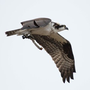 Osprey Photography Print, Osprey Lustre Paper Print or Metal Print, Montana Wildlife Photography Wall Art