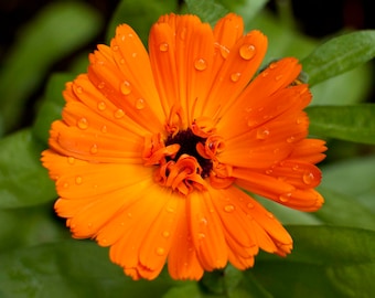 Iceland Botanical Garden Orange Gerbera Daisy: Luster or Metal Print