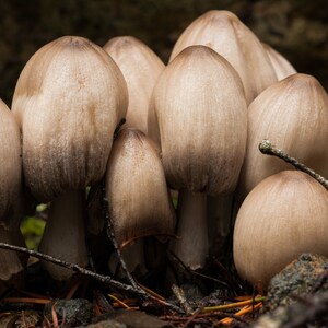 Wild Mushrooms - Mt. Baker National Forest, Wild foliage High Gloss Metal Print, Mushroom Lustre Photo Print