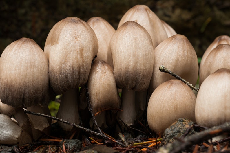 May include: A group of light brown mushrooms with smooth, rounded caps growing in a cluster on the forest floor.