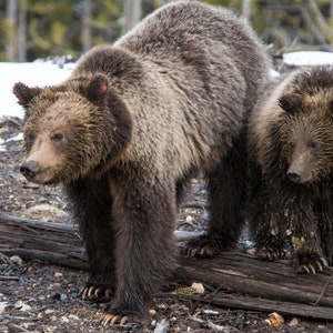 Grizzly Bear Sow and Cub Wall Art, Grizzly Bear Winter Scene, Yellowstone National Park Wildlife Wall Decor, Grizzly Bear Photograph