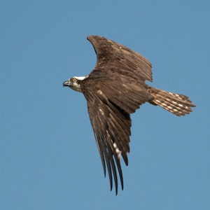 Osprey Photography Print, Osprey Lustre Paper Print or Metal Print, Montana Wildlife Photography Wall Art