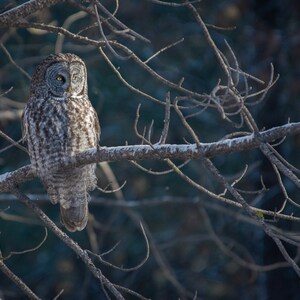 Great Gray Owl in the morning sunlight Photography Print, Wildlife Metal Print, Owl Wall Art, Wildlife Wall Art