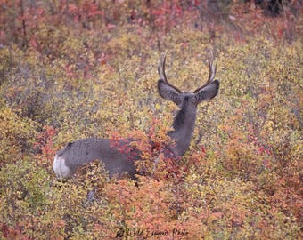 White-Tailed Deer Buck in the Fall - Paper or Metal Prints