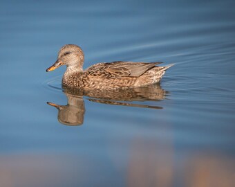 Gadwall Hen Photo Print: Montana Wildlife Art