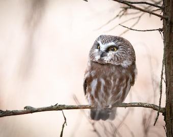 Northern Saw-Whet Owl Portrait Photo Print: Montana Wildlife Wall Art