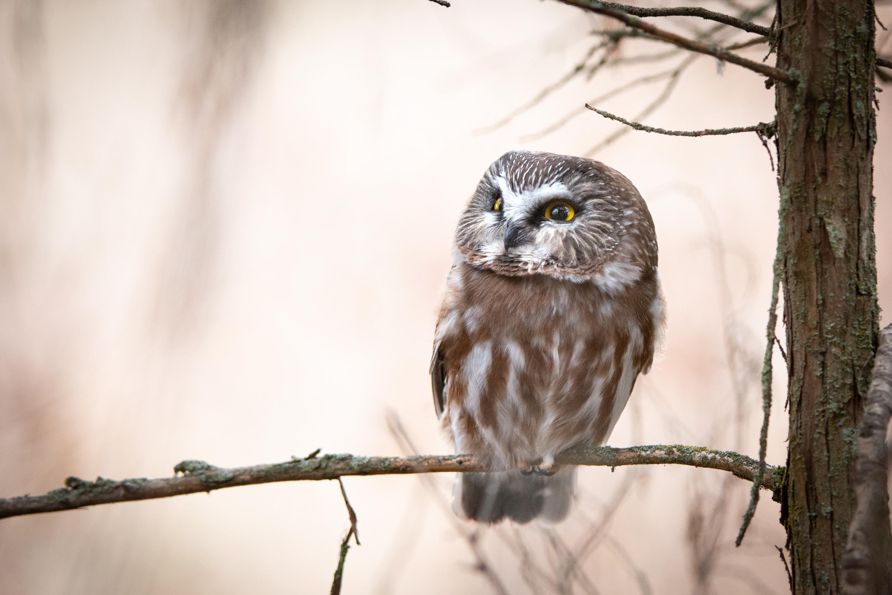 Northern Saw-Whet Owl Portrait Photo Print: Montana Wildlife Wall Art
