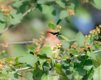 Cedar Waxwing Lustre Photo Print or High Gloss Metal Print