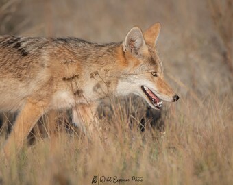 Coyote Close-Up Wildlife Photo Print: Montana Photography