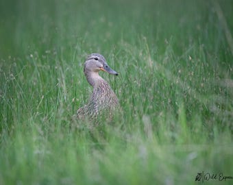 Mallard Hen Photo Print: Montana Wildlife Art