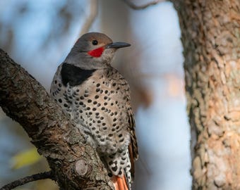 Northern Flicker Portrait Print