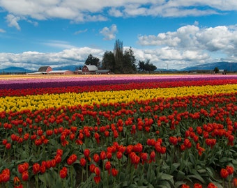 Skagit Valley Tulip Fields Photo: High Gloss Metal Flower Print