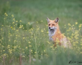 Male Red Fox Lustre Photo Print or High Gloss Metal Print