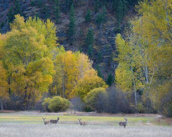 White-Tailed Deer Lustre Print and Metal print, Western Montana Wildlife Photography Wall Decor