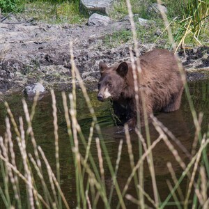 Cinnamon Black Bear Fine Art Print on Lustre Photo Paper or High Gloss Metal, Montana Bear Print Wall Decor or Home Decor