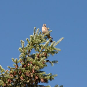 American Kestrel Lustre Paper Print or Metal Print, Montana Wildlife Photography Wall Art