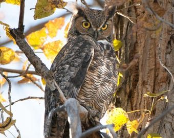Great Horned Owl in the Fall Photography Portrait Montana
