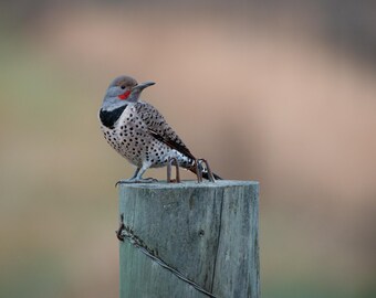 Northern Flicker on a Fence Post: Montana Wildlife Photography