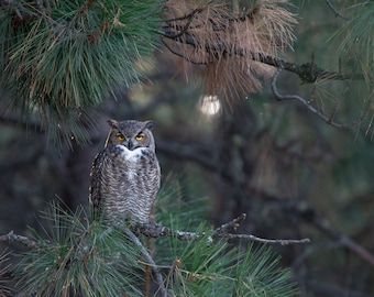 Great Horned Owl at Dusk Photography Print