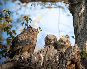 Great Horned Owl Family Portrait: Montana Wildlife Lustre Photo Print or Metal Print