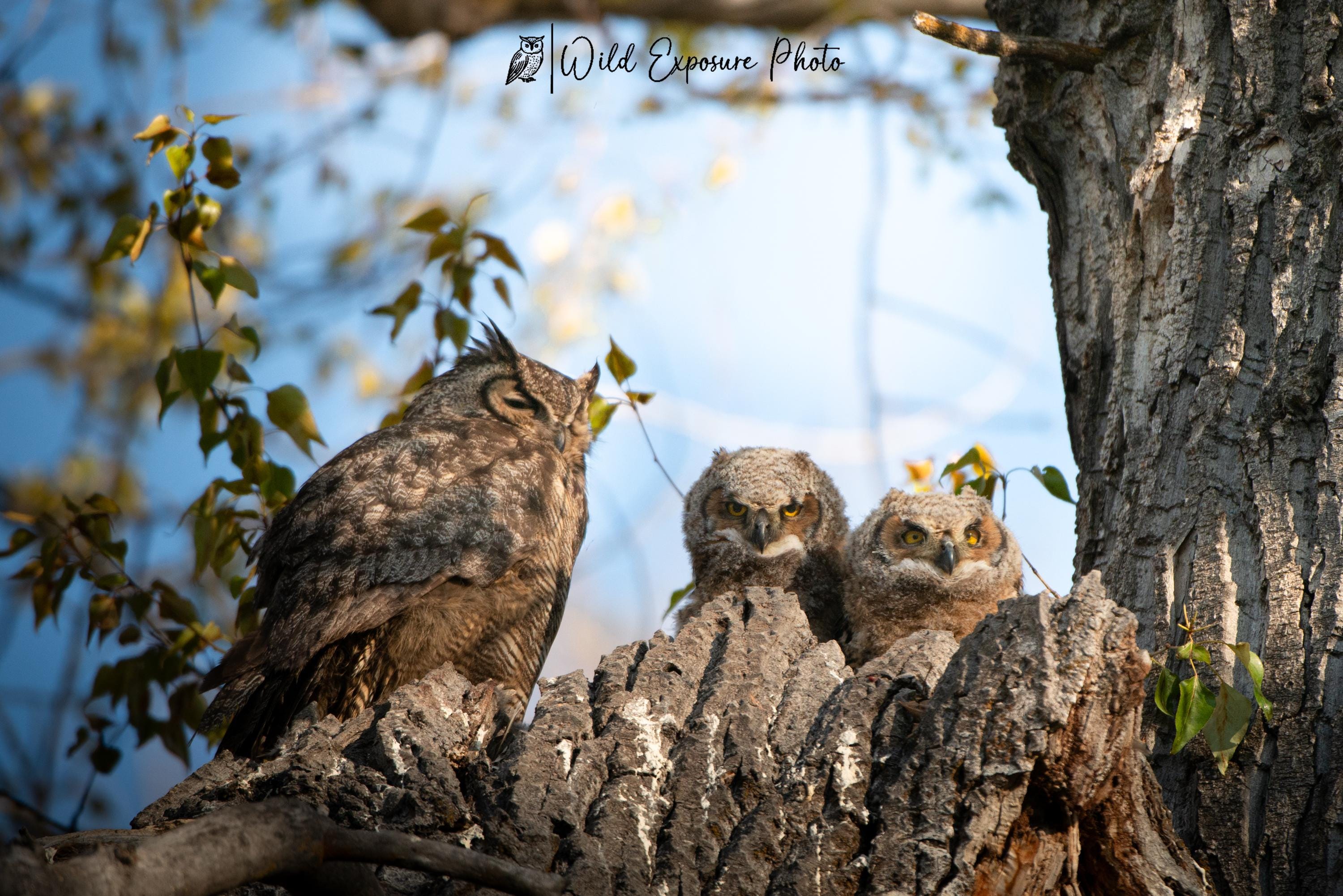 Great Horned Owl Family Portrait: Montana Wildlife Lustre Photo Print or Metal Print