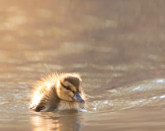 Mallard Duckling Lustre Photo Print or High Gloss Metal Print