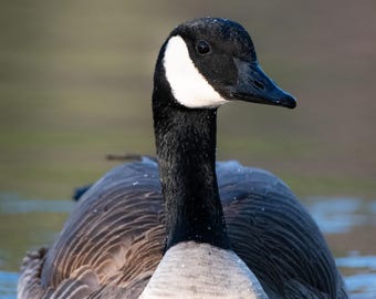 Goose Portrait on Lustre Photo Paper or High Gloss Metal