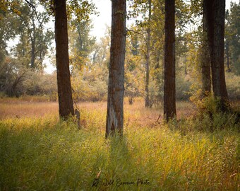 Fall in a Montana Forest Photo Print