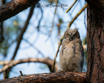 Great Horned Owlet: Montana Fine Art Print