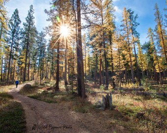 Larches in the Fall Photo Print: Montana Forest Scene