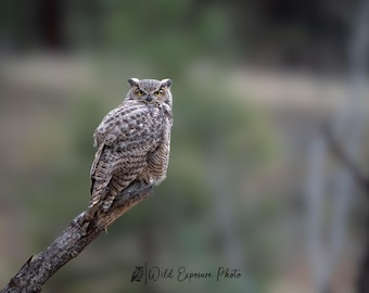 Great Horned Owl Photography Portrait Montana
