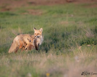 Red Fox Vixen and Kit Lustre Photo Print or High Gloss Metal Print