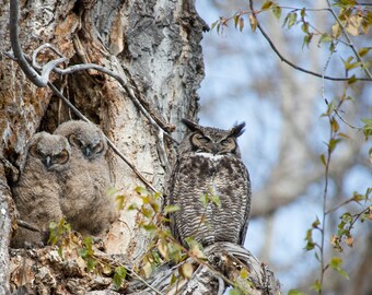Great Horned Owl Family Portrait Photo Print