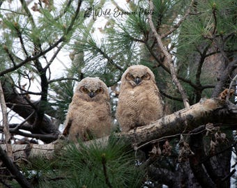 Great Horned Owlets: Montana Wildlife Lustre Photo Print or Metal Print